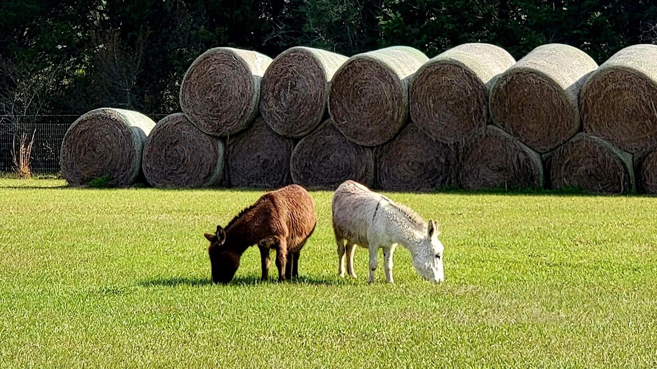 Photo of Others in Molino