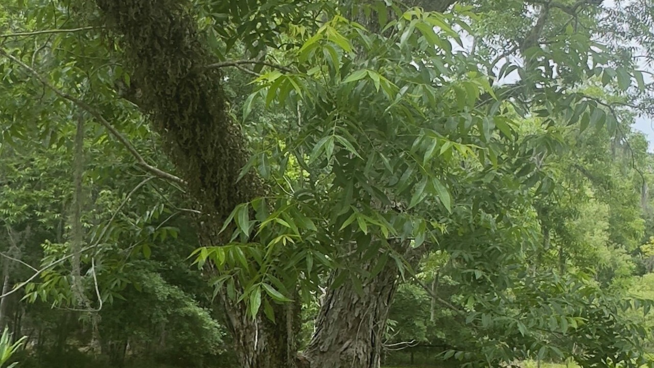 Photo of Outdoor in Melrose