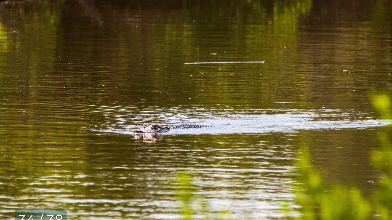 Photo of Others in Ocean Springs