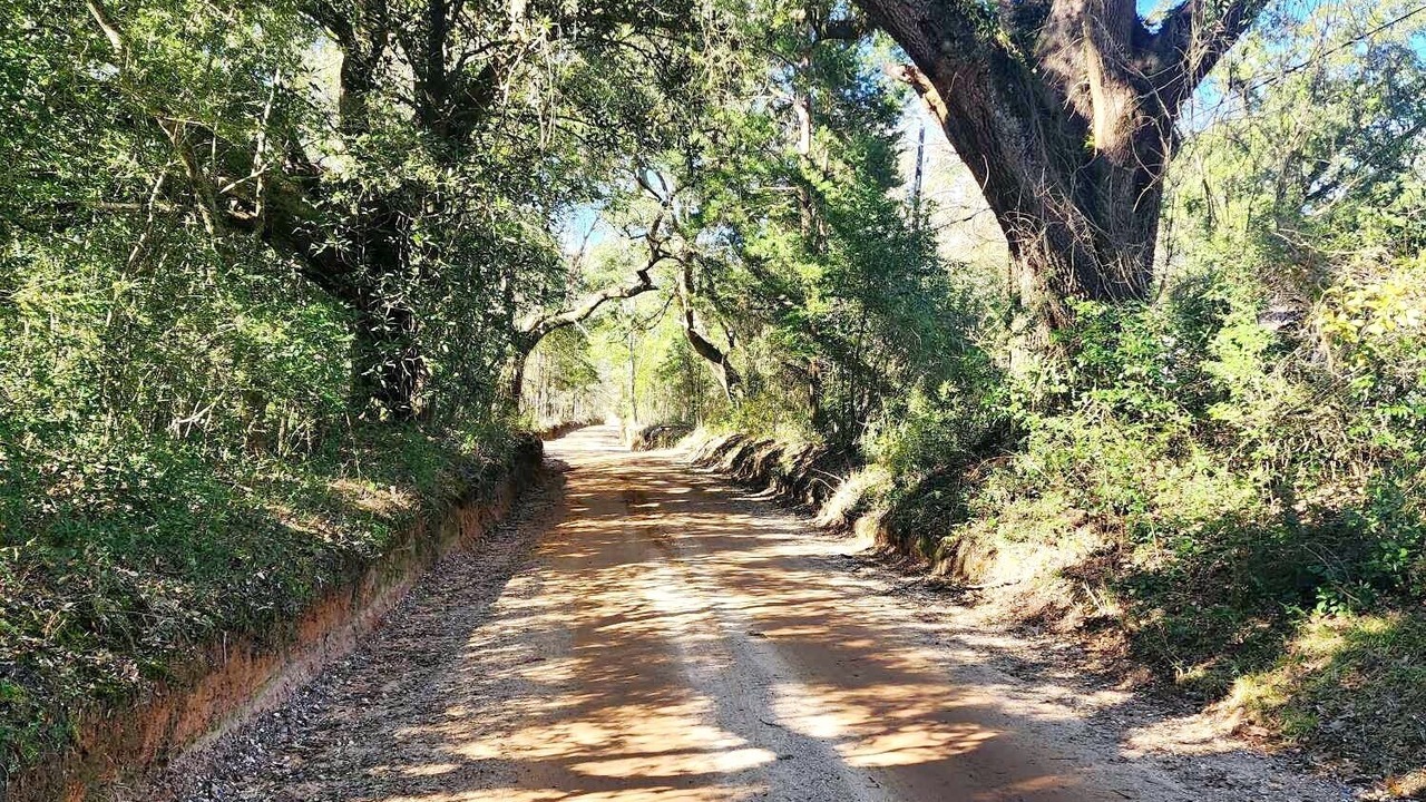 Photo of Others in Citronelle