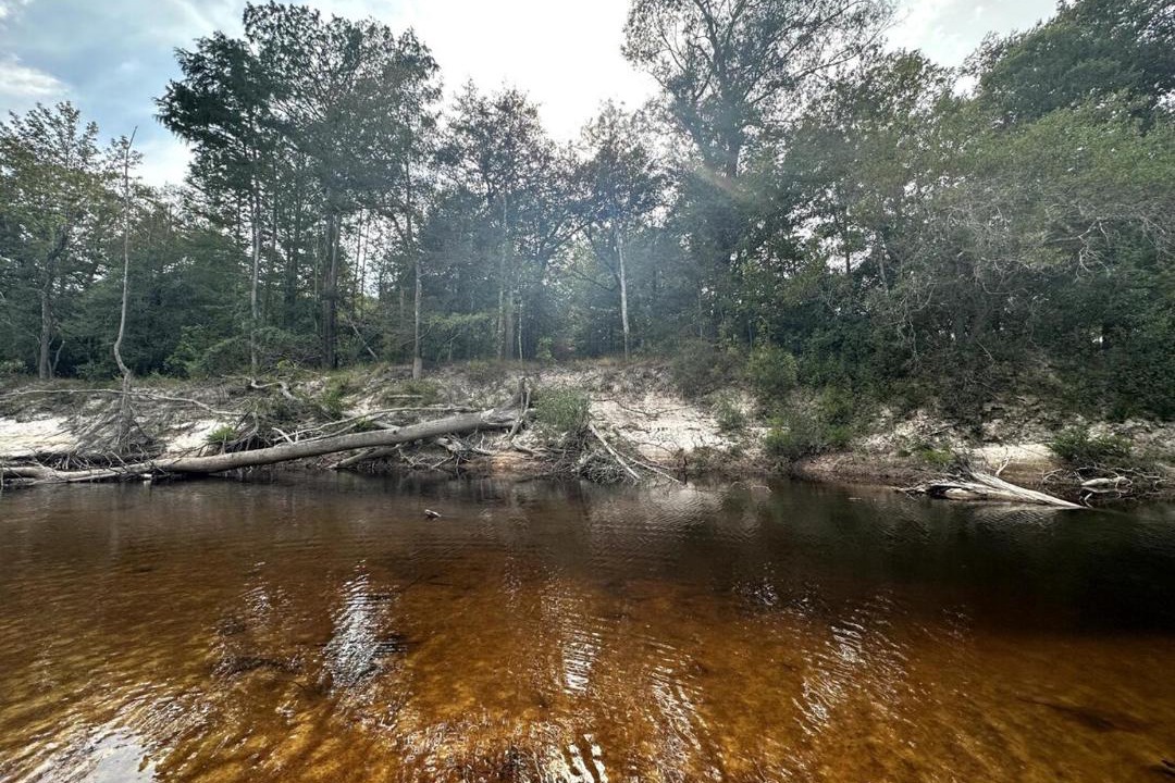 Photo of Others in Citronelle