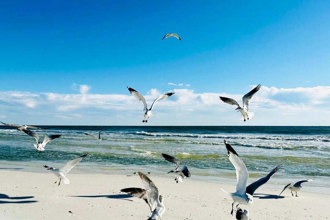 Photo of Others in Avalon Beach Estates