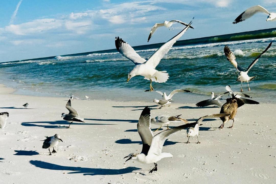 Photo of Others in Avalon Beach Estates