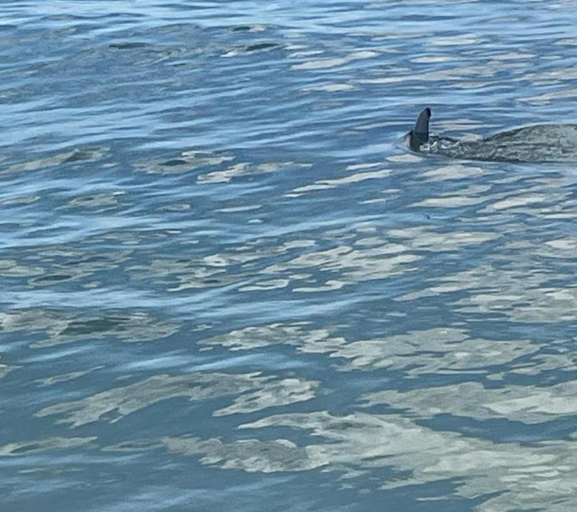 Photo of Others in Pensacola Beach