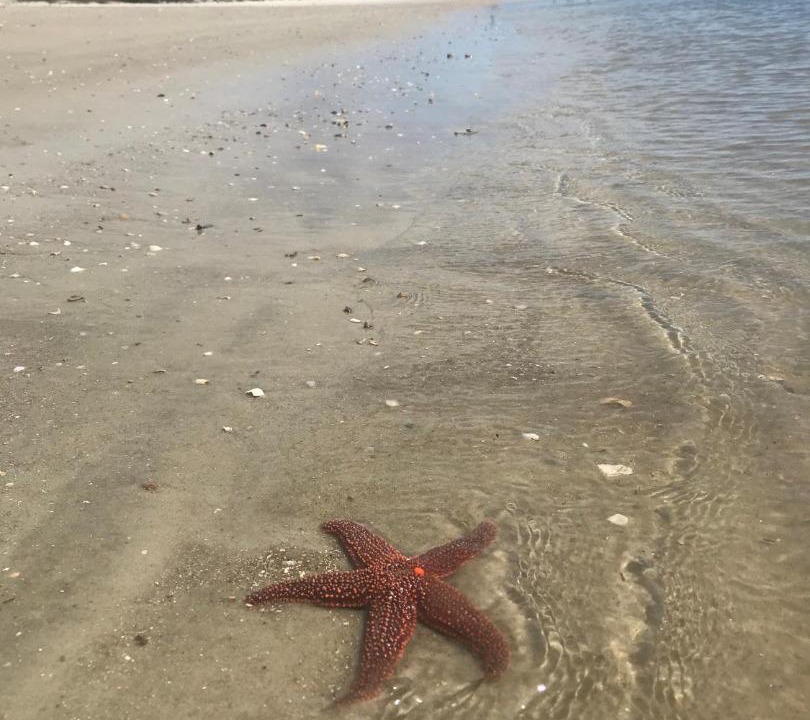 Photo of Others in Tybee Island