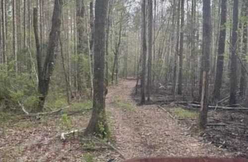 Forest Home RV Rental | Stock Law Gap Campground